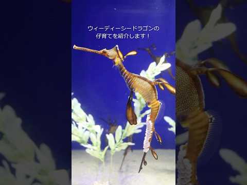 猫の動画サムネイル - 【ウィーディーシードラゴン】ウィーディーシードラゴンの仔育てを紹介します！【サンシャイン水族館】#shorts #水族館