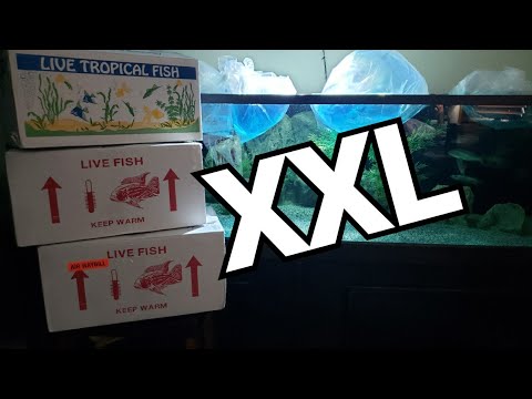 XXL AFRICAN CICHLID UNBOXING I think you are going to like this video, this is an unboxing of large, colorful and very rare Afric