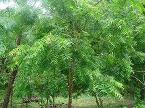 para que sirve la moringa -- moringa suplemento alimenticio y sus ...