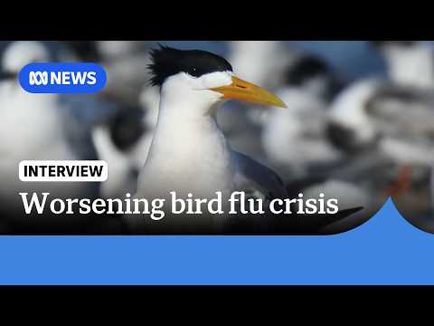 Bird flu to become ‘endemic’ after concerning developments <strong>across</strong> Australia  | ABC NEWS