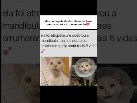 Mesmo depois da dor, ela encontrou motivos pra sorrir,um exemplo de superação em forma de gatinha