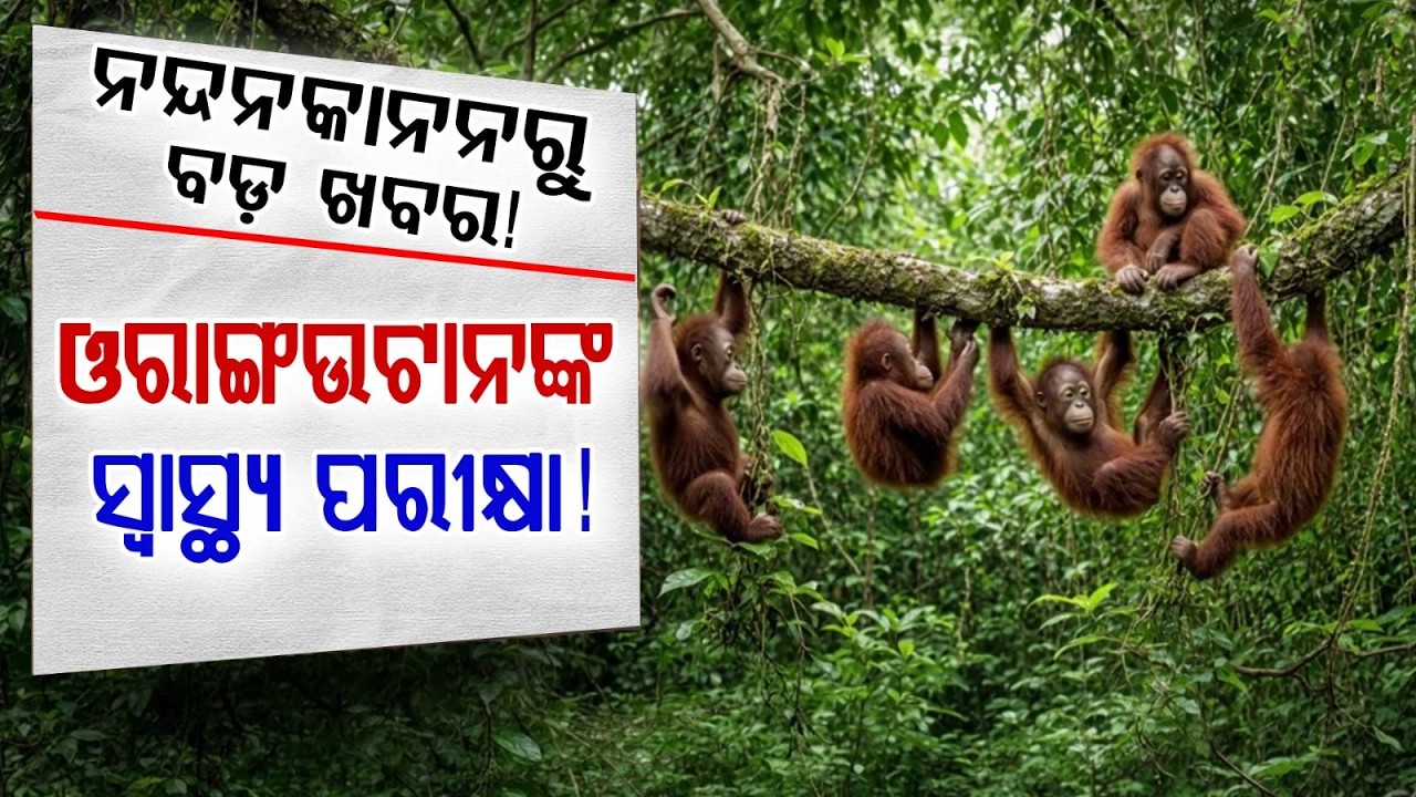 Technical Committee Visits Nandankanan Zoo To Inspect Health Of 5 Orangutans | Argus News