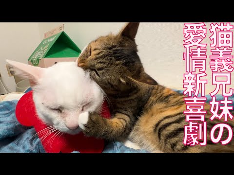 ウチューネコ兄妹、愛情新喜劇を披露する　My spacecat new comedy