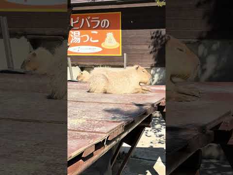 大森山動物園2025年9月撮影：カピバラと落花生ちゃんの魅力的なショート動画 サムネイル