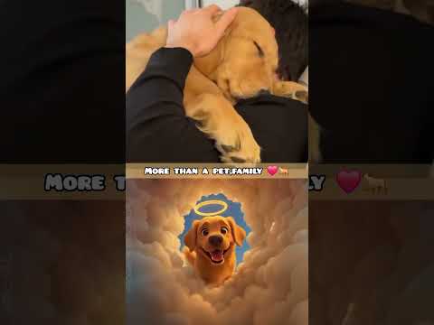 More than  a pet,Family ❤️🐕#goldenretriever #dog #shortvideo #shorts