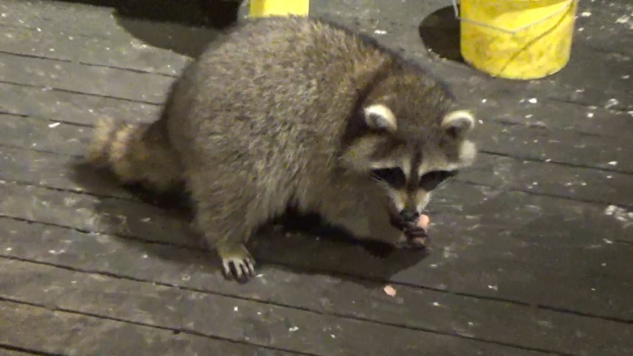FIVE RACCOONS ON A SATURDAY NIGHT