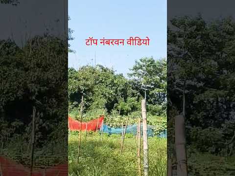 टॉप नंबर वन वीडियो