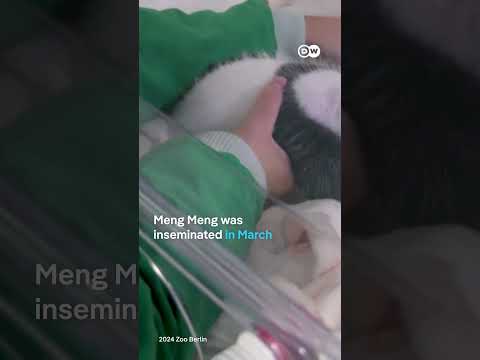 Just two baby pandas in Berlin | DW News