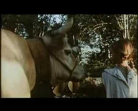 Vacas'