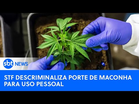 🔴SBT News na TV: STF descriminaliza porte de maconha; Anvisa proíbe venda e uso de fenol