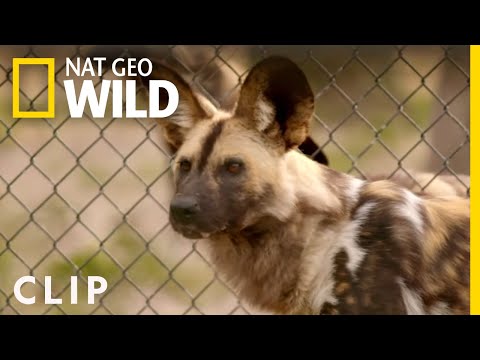 To Dart a Predator (Clip) | Secrets of the Zoo