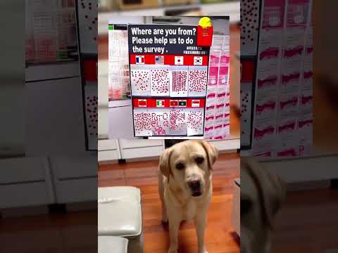 #memes #story #dog #shorts #pets