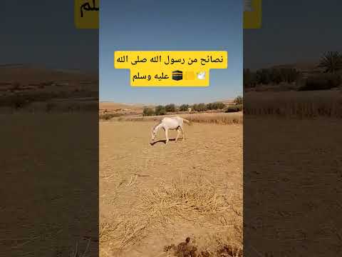 #رسول_الله #ﷺ #نصائح #اكسبلور #ترند #اقنباسات #تيك_توك #لايك #ترند_تيك_توك #متابعه #4k #طبخ