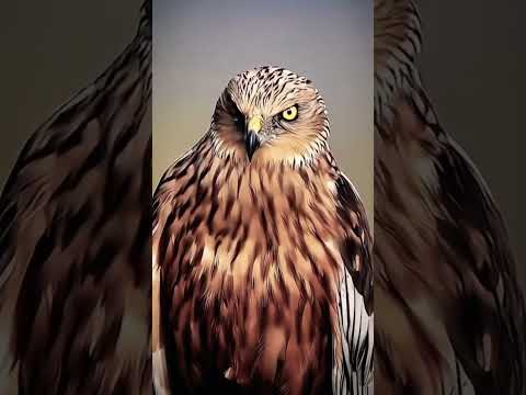 face rifil gays 🙂 #shorts #face #viralvideo #foryou