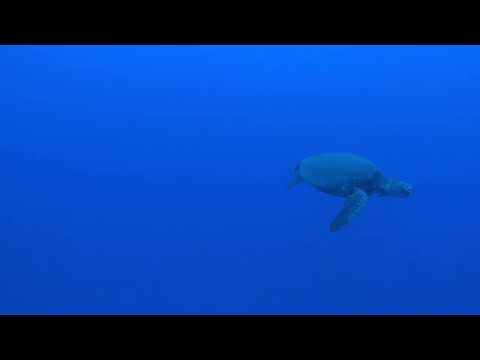 Where The Wild Tingz Stay: Honu Came to Visit Me – Turtle Chill Session on the Yak!