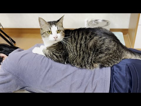 お父さんに乗り続けて7年になる猫