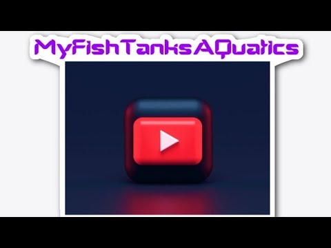 MFTAQ Weekly Live Stream Just a guy who keeps fish!
If you sub me great I will sub back.

Our Awesome Logo by_   @atomic_i