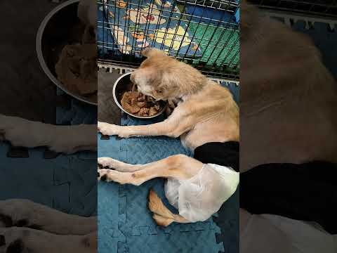 老蘇都是固定使用同一品牌的老犬飼料，避免不同的飼料造成狗狗腸胃不適應，泡軟後加入任何寵物罐頭及鮮食，若有胃口不佳或挑食的狗狗，家樂福的烤雞非常好用