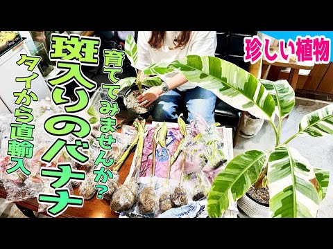 【観葉植物】タイから珍しい植物が届きました！斑入りバナナを育ててみませんか？（こんな綺麗な斑が入る植物があるんです！知っていましたか？）