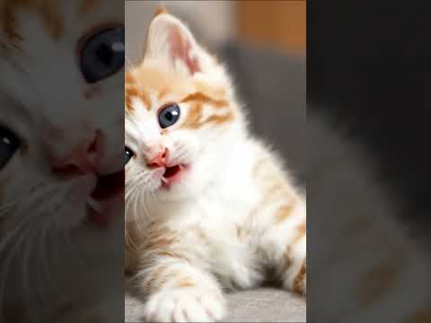 Funny White & Orange Kitten Laughing