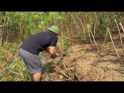 Dụng cụ nhổ sắn 0967215563