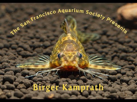 Birger Kamprath On  Synodontis & African Catfish Birger Kamprath has been keeping fish for 45 years. He specializes in the Mochokid catfish of Africa