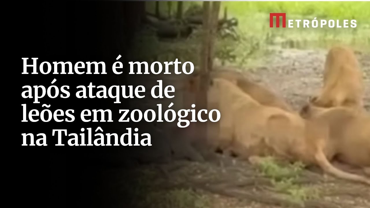 Homem é morto após ataque de leões em zoológico na Tailândia
