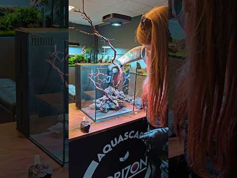 Nano Aquascape build for a betta fish #betta #nano Watch as I transform a tiny nano tank into a lush underwater aquascape— perfect for a Betta fish! 