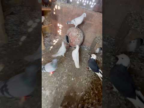 Kabutar 🕊️ Lok 🔐 #kabootarba #funny #viral #facts #comedy #viral #funny #facts