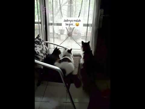 ChatGPT, 3 Anabulku kenapa jadi Spooky begini ? 🤣 #shorts #cat #chatgpt #manusia #catofyoutube