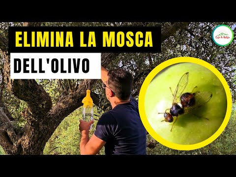 Mosca Dell'olivo - COME ELIMINARLA IN MODO BIOLOGICO NATURALE