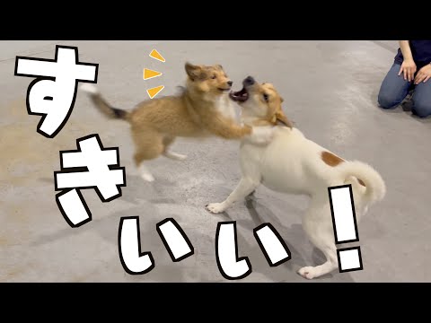 なぜか血統書付きのセレブ犬に好かれまくる元保護犬イオくんwwww