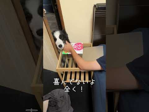 体調の悪い飼い主を気にかけてくれる犬が優しすぎた… #しろくろコリー #犬のいる生活 #大型犬のいる生活 #大型犬 #可愛い #ボーダーコリー #ボーダーコリーのまろ #犬  #癒し