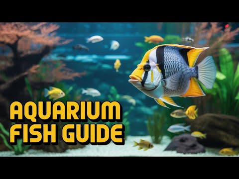 june tank update Little update on the tank and issues we are having with the plants