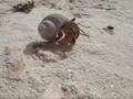 Bernard l'hermite sur la Playa Megano