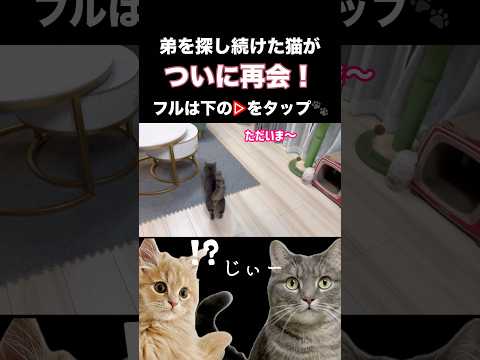 猫の動画サムネイル - 弟を探し続けたお姉ちゃん猫、ついに再会するが...？#shorts #猫 #猫好きさんと繋がりたい
