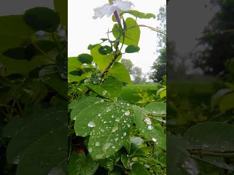 হে আল্লাহ, এই নিষ্ঠুর পৃথিবীতে আমাকে রক্ষা করুন। #dua #islamicstatus #shorts