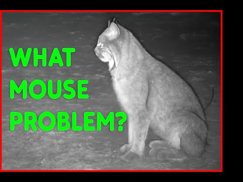 What Mouse Problem?