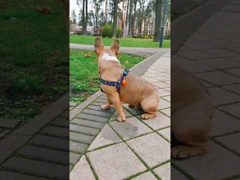 #frenchbulldog #frenchie #poki #puppy #frenchbulldoglife #usa #trend #fur