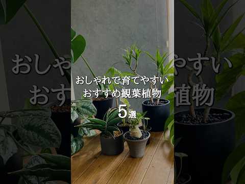 【初心者おすすめ】おしゃれで育てやすい定番観葉植物5選 #shorts  #観葉植物のある暮らし  #インテリアグリーン