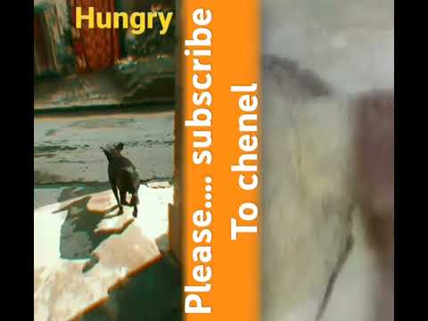 dog emotional|| #pets #animals #dog #love #crecter #video #comefy #youtub