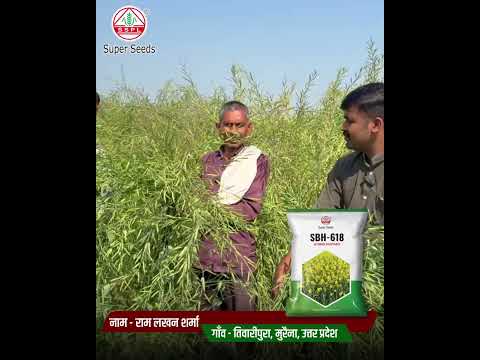भरोसेमंद बीज, सुनहरी फ़सल - SBH-618 हाइब्रिड सरसों बीज #mustardseed
