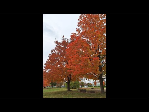 Muskoka’s Fall Colours! 🍁
