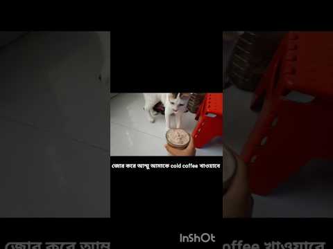বাবুরা clod coffee খায় না😏#shorts #cat #funny #tranding