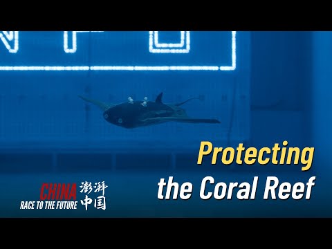 Race to the Future: Protecting the coral reef