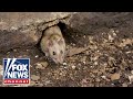 The Five: Stoner rats all high on police-confiscated weed