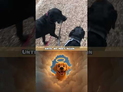 Until We Meet Again🕊#dog  #sad #shortvideo #dogshorts #shorts
