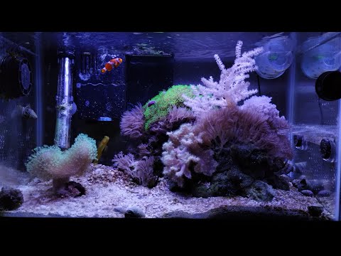 Tap Water 10 Gallon Nano Reef Turns 2 want to know more about this tank, leave a comment and I'll answer it

you can also check the playli