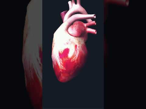 Anatomy Of The Heart 3D Anatomy animation video #mbbs