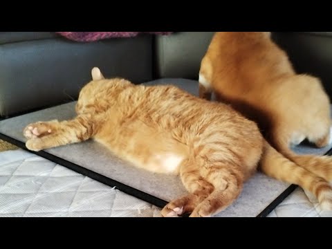 猫の動画サムネイル - 麦ちゃん がライブ配信中！　2025年6月20日